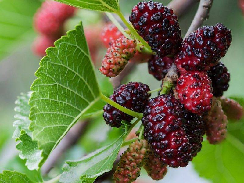 Шелковица купить саженцы из питомнике в Кемерово