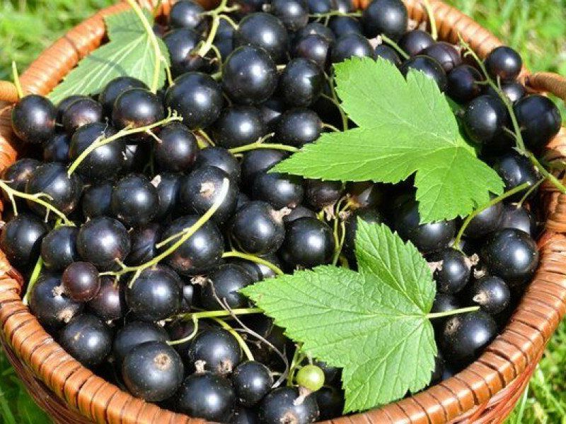Смородина купить саженцы из питомника в Кемерово