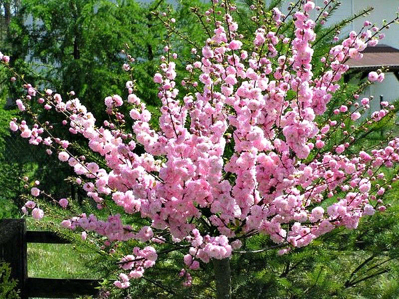Миндаль купить саженцы из питомника в Кемерово