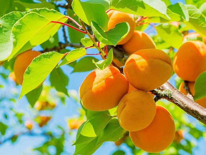 Абрикос купить саженцы из питомнике в Кемерово
