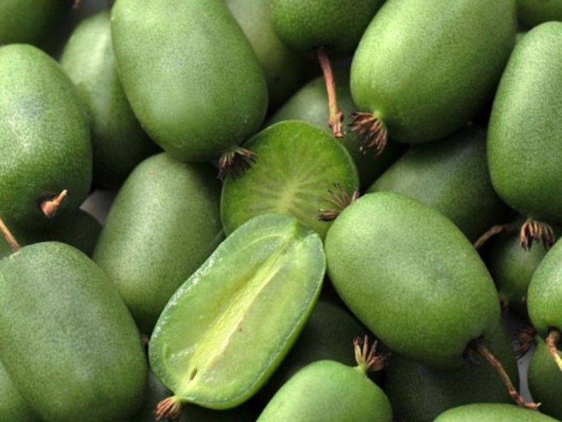 Актинидия купить саженцы из питомнике в Кемерово