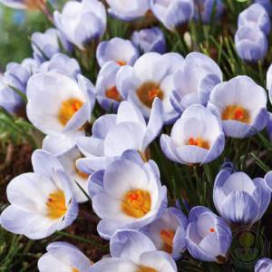 Крокус «Блю перл» (5 штук)