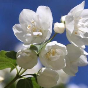Жасмин "БЕЛАЯ ДАМА"