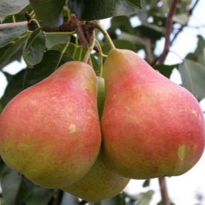 Груша красномякотная "СВАДЕБНАЯ"